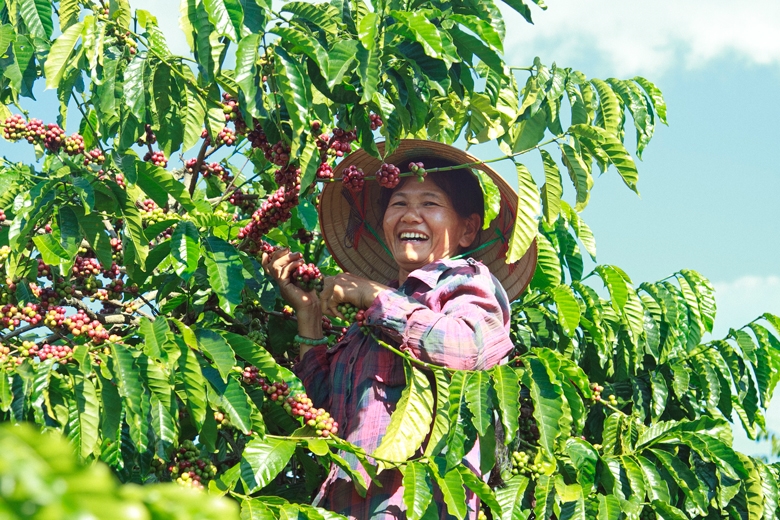 Sau hơn 20 năm, giá cà phê xuất khẩu đã tăng 10 lần, sản lượng cà phê niên vụ mới tiếp tục giảm