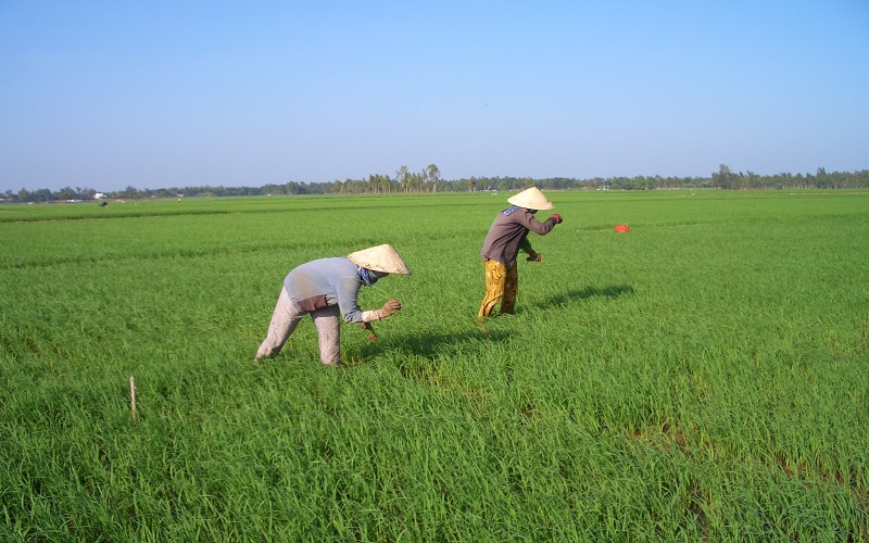 Không có chuyện tham gia mô hình liên kết làm gia tăng chi phí sản xuất lúa gạo. Ảnh minh họa