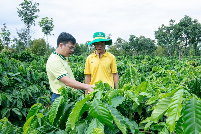 phan-bon-ca-mau-cung-cap-giai-phap-dinh-duong-hieu-qua-cho-cay-ca-phe-mua-kho-khu-vuc-tay-nguyen-6566-6224.jpg