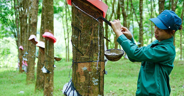 Từng chi hàng trăm tỷ đồng để "cứu" bầu Đức, công ty cao su kỳ lạ tiếp tục báo lỗ, đã âm vốn 1.118 tỷ đồng