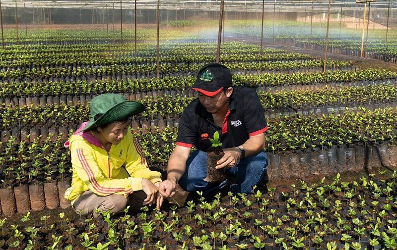 nestle-ho-tro-cay-giong-chat-luong-cao-cho-nguoi-nong-dan-trong-ca-phe-tai-tay-nguyen-hinh-2-894-1657.jpg