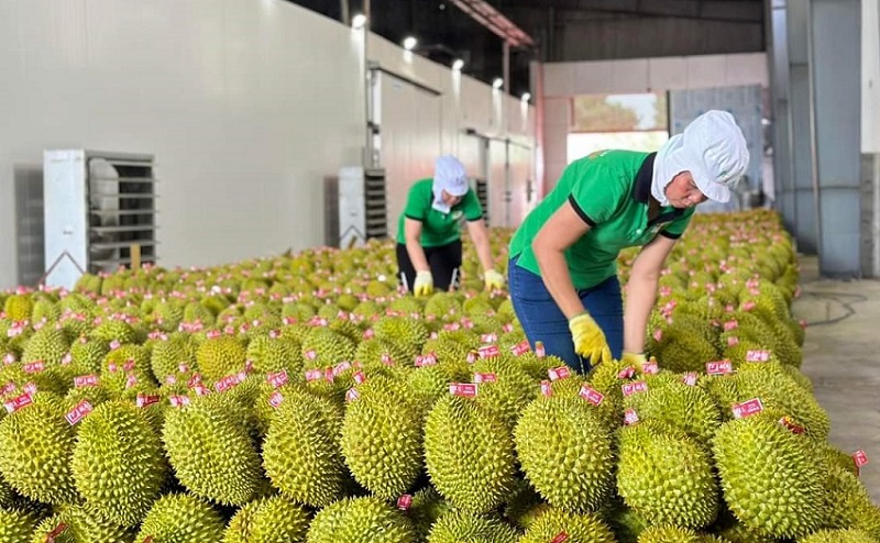 Xuất khẩu sầu riêng chắc chắn đạt 2 tỷ USD trong năm nay, lạc quan hơn có thể đạt 2,5 tỷ USD