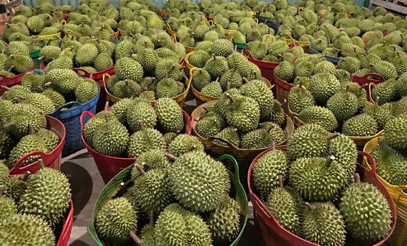 Sầu riêng trồng xen không được cấp mã số vùng trồng xuất khẩu sang Trung Quốc