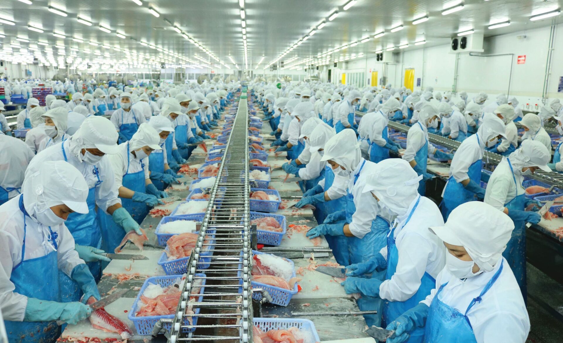 Doanh thu năm 2023 của Vĩnh Hoàn sụt giảm 25% so với năm 2022, trong khi lợi nhuận sau thuế giảm tới 53% (Ảnh minh họa)