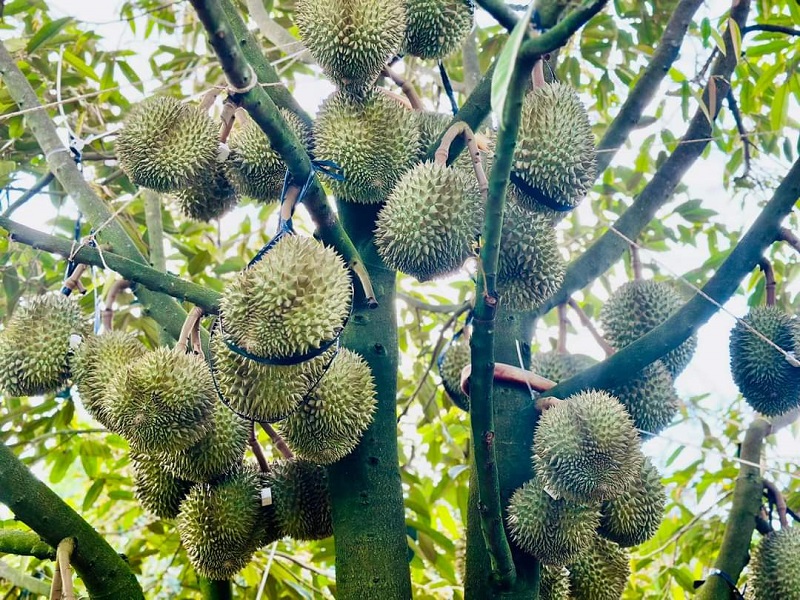 Yếu tố mùa vụ là lợi thế của sầu riêng Việt Nam - Ảnh minh hoạ