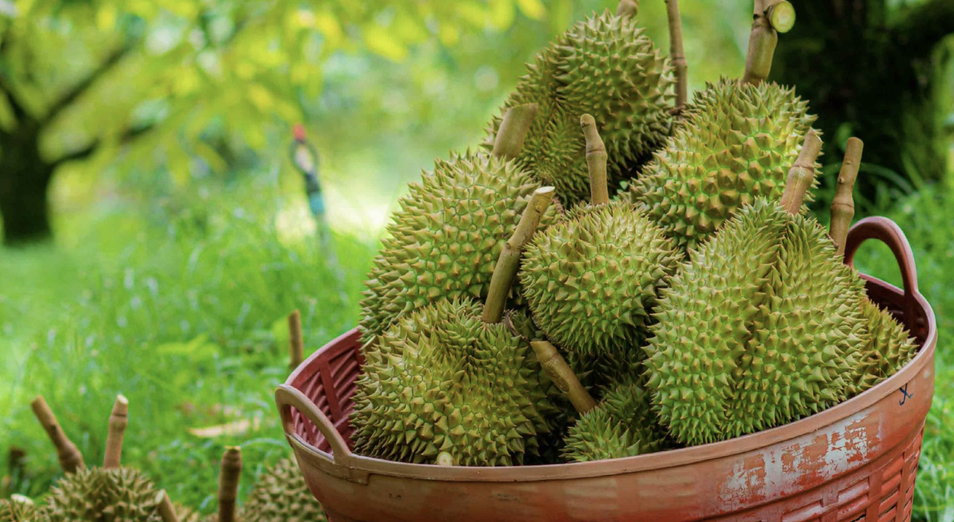 THỜI CƠ NÂNG HẠNG
