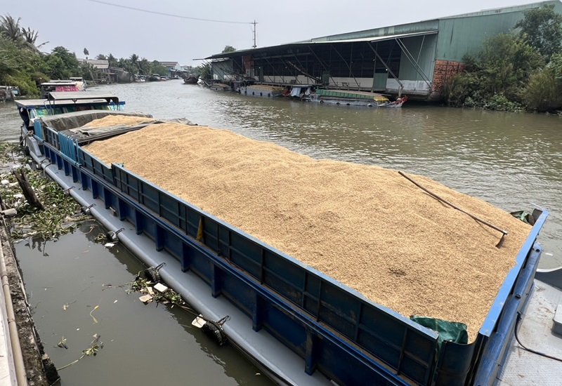 Đông bằng sông Cửu Long chủ yếu vận chuyển lúa bằng ghe, tàu hoặc xà lan - Ảnh minh họa