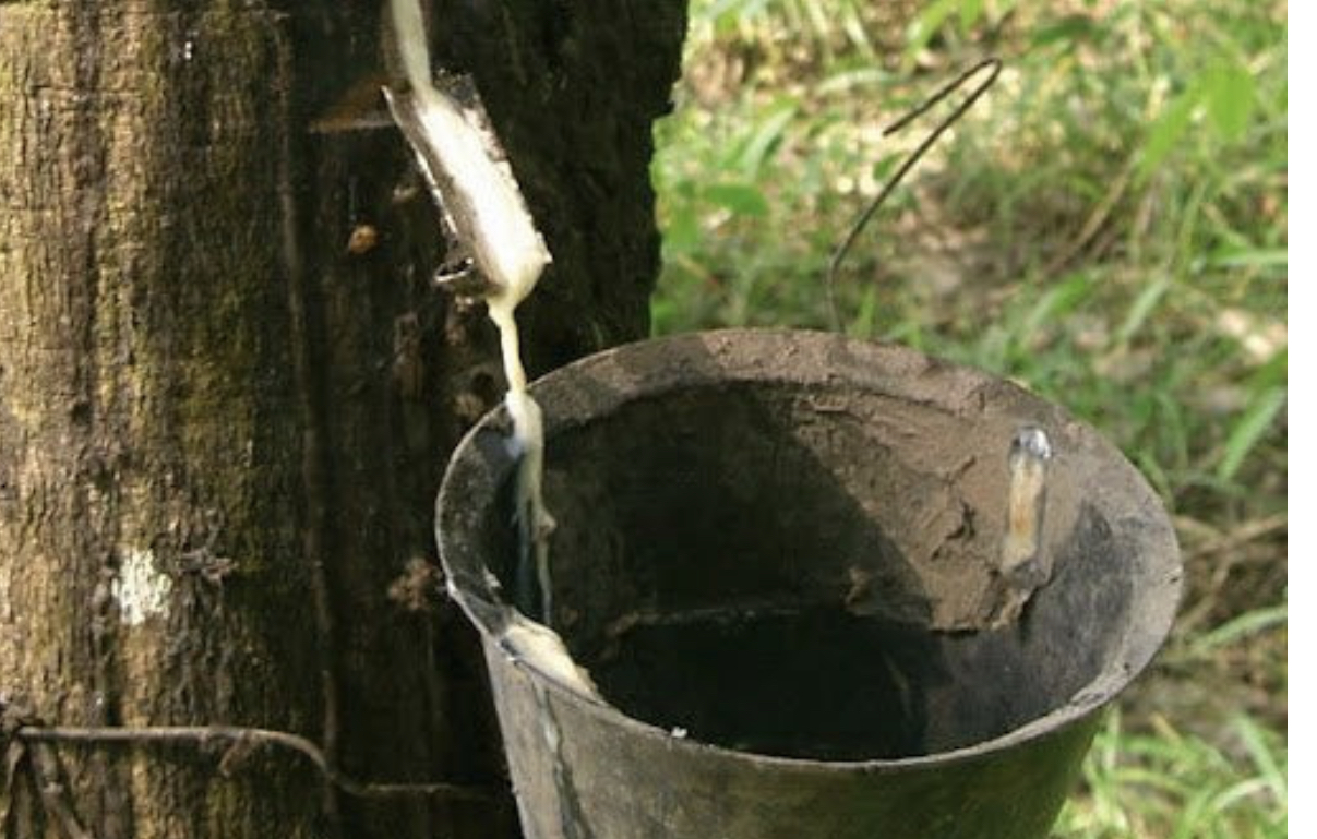 Giá cao su thế giới tăng 9 phiên liên tiếp đạt “đỉnh” 13 năm