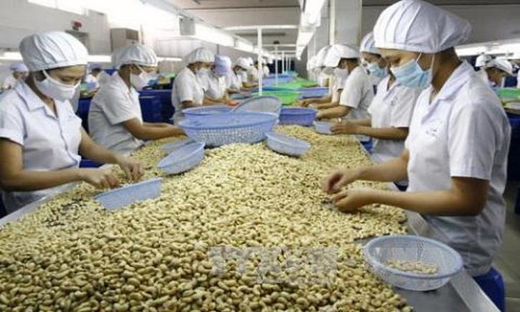 Chế biến điều nhân - ảnh minh họa