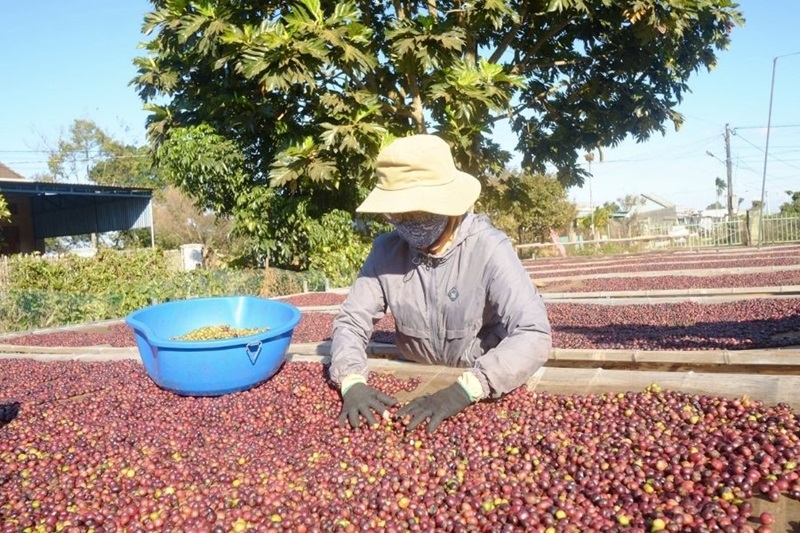 Người dân phơi cà phê - Ảnh minh họa