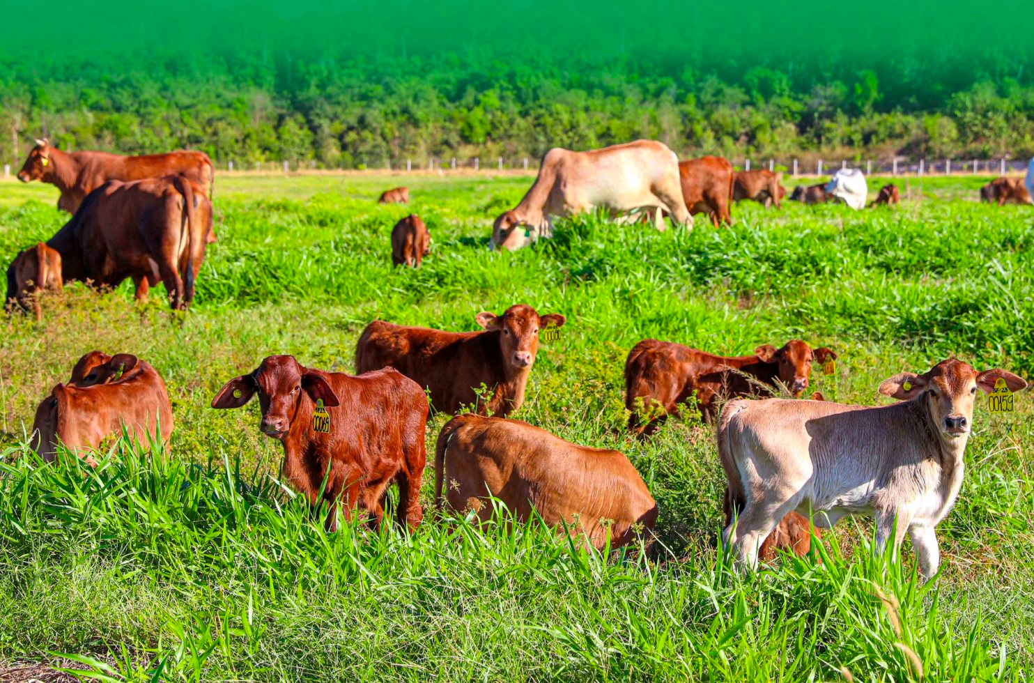 Dù tỷ phú Trần Bá Dương nói "HAGL Agrico chỉ còn xương thôi", cổ phiếu HNG vẫn bất ngờ kịch trần, nhập cuộc đua với HAG