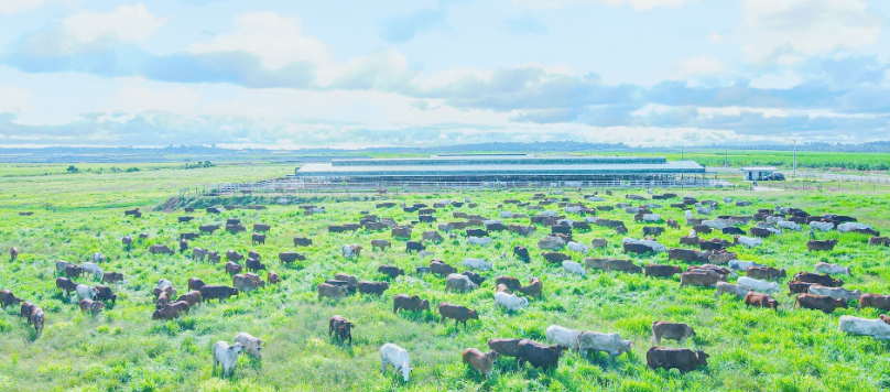 Thaco Agri lần đầu báo lãi sau 2 năm thu lỗ nặng hơn 1.000 tỷ đồng.
