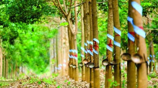 Quý II/2024, lãi sau thuế của Cao su Phước Hòa đạt 19,2 tỷ đồng, giảm tới 77%