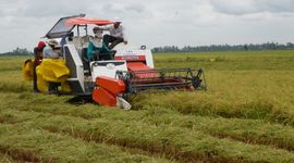 Ấn Độ vẫn hạn chế xuất khẩu, Bulog sẽ mua thêm 2 triệu tấn gạo