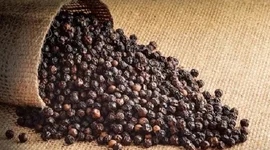 Nông dân sẽ lợi hơn nếu khách ngoại chưa mua, chờ Việt Nam vào vụ thu hoạch tiêu