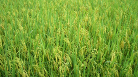 Cần đến 600 triệu USD để thực hiện đề án “1 triệu ha lúa chất lượng cao”, nguồn tiền lấy từ đâu?