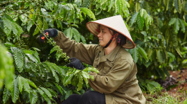 Nestlé sẽ thu mua 100% cà phê từ nguồn canh tác bền vững