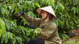 Nestlé sẽ thu mua 100% cà phê từ nguồn canh tác bền vững