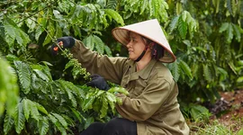 Nestlé sẽ thu mua 100% cà phê từ nguồn canh tác bền vững