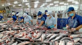 Lợi nhuận doanh nghiệp thủy sản sụt giảm mạnh, Nam Việt giảm gần 94% năm 2023