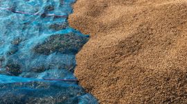 Xuất khẩu Thái Lan dự báo giảm mạnh, thời cơ vàng giúp “ngọc trai trắng” của Việt Nam "bay cao bay xa" trong năm 2024