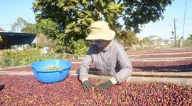 Giá cà phê duy trì đà tăng và liên tục xác lập đỉnh giá mới