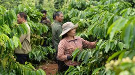 Doanh nghiệp Việt Nam bán cà phê đầu tiên vào châu Âu với hồ sơ không phá rừng và được đánh giá tốt