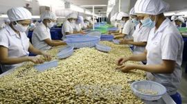 Xuất khẩu hạt điều lấy lại đà tăng trưởng, giá xuất khẩu có thể tăng lên 10%