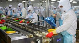Ngành tôm Việt Nam "phấp phổng" đợi thông tin Mỹ công nhận Việt Nam là kinh tế thị trường
