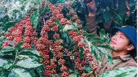 Sự bội tín trong thương mại và điều kiện thanh khoản làm khó doanh nghiệp ngành hàng cà phê