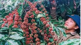 Sự bội tín trong thương mại và điều kiện thanh khoản làm khó doanh nghiệp ngành hàng cà phê