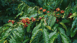 Xuất khẩu cà phê lớn thứ hai và sản xuất cà phê Robusta hàng đầu thế giới, ngành cà phê Việt đang phải chống chọi với những áp lực gì?