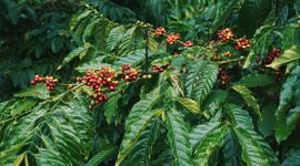 Xuất khẩu cà phê lớn thứ hai và sản xuất cà phê Robusta hàng đầu thế giới, ngành cà phê Việt đang phải chống chọi với những áp lực gì?
