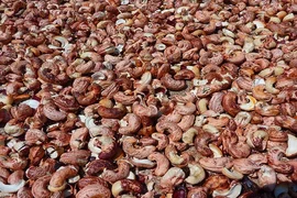 Vì sao giá xuất khẩu nhân điều giảm mạnh?