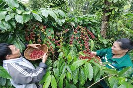 Nhu cầu tăng đẩy giá cà phê xuất khẩu tăng gần 10%