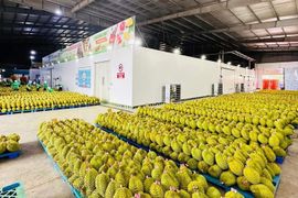 Cần xây dựng hệ thống kho lạnh dự trữ cho mặt hàng "tỷ đô"