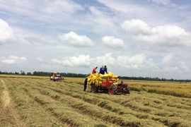 Doanh nghiệp phải có hợp đồng xây dựng vùng nguyên liệu mới đủ điều kiện kinh doanh xuất khẩu gạo