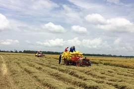 Doanh nghiệp phải có hợp đồng xây dựng vùng nguyên liệu mới đủ điều kiện kinh doanh xuất khẩu gạo