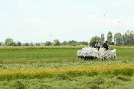 Giá gạo toàn cầu khó hạ nhiệt trước năm 2025, khiến giá gạo Việt Nam đứng vững ở mức cao