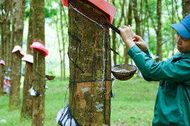 Từng chi hàng trăm tỷ đồng để "cứu" bầu Đức, công ty cao su kỳ lạ tiếp tục báo lỗ, đã âm vốn 1.118 tỷ đồng