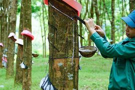 Từng chi hàng trăm tỷ đồng để "cứu" bầu Đức, công ty cao su kỳ lạ tiếp tục báo lỗ, đã âm vốn 1.118 tỷ đồng