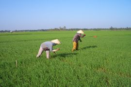 Doanh nghiệp ngành gạo kêu khó tiếp cận vốn tín dụng nhất là nguồn vốn lưu động