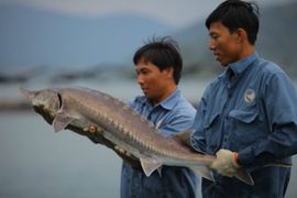 Cá tầm Việt Nam của đại gia Lê Anh Đức âm 51 tỷ đồng vốn chủ sở hữu sau khi mua lại hơn nghìn tỷ trái phiếu trước hạn