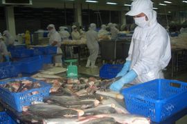 Xuất khẩu cá tra hướng đến mục tiêu 2 tỷ USD năm 2024