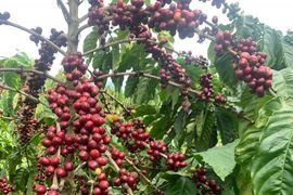 Giá cà phê Việt Nam sẽ tăng cao ít nhất đến tháng 4/2024