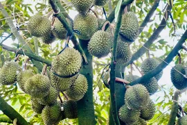 Xuất khẩu sầu riêng sang Trung Quốc không còn là cuộc đua “song mã” giữa Việt Nam và Thái Lan