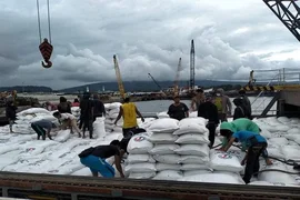 Giá lúa gạo nội địa tăng “nóng”, doanh nghiệp buộc phải hủy hợp đồng
