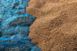 Xuất khẩu Thái Lan dự báo giảm mạnh, thời cơ vàng giúp “ngọc trai trắng” của Việt Nam "bay cao bay xa" trong năm 2024