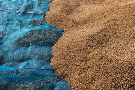 Xuất khẩu Thái Lan dự báo giảm mạnh, thời cơ vàng giúp “ngọc trai trắng” của Việt Nam "bay cao bay xa" trong năm 2024