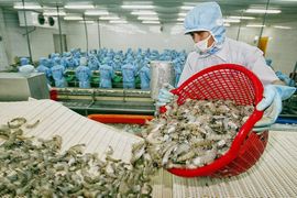 Xuất khẩu tôm sang Mỹ đối mặt với vụ kiện chống trợ cấp